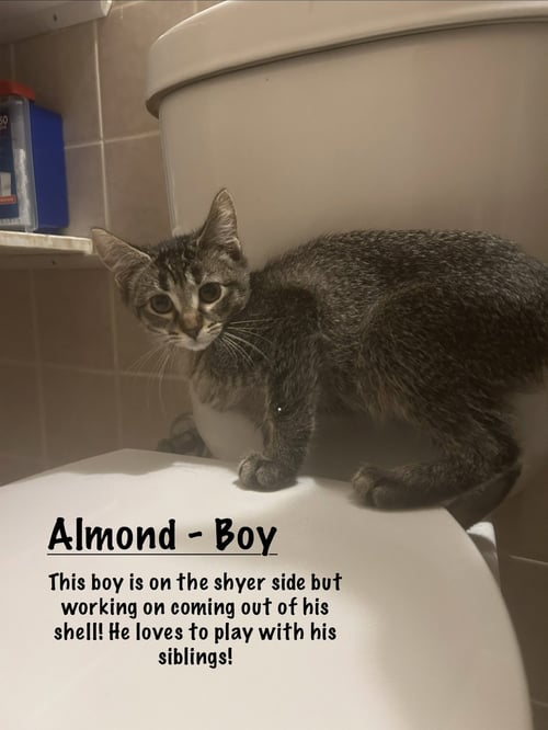ALMOND - Tabby available for adoption
