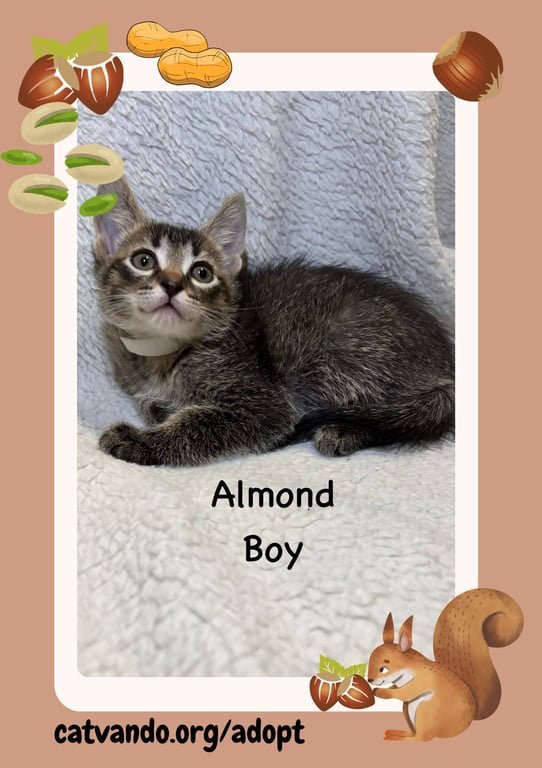 Almond Image