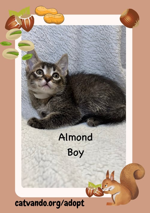 ALMOND - Tabby available for adoption