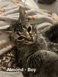Almond - Photo 3
