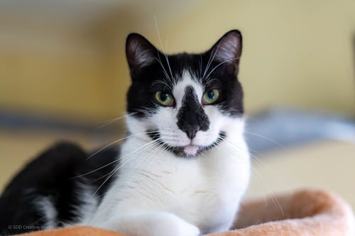 POOKIE - Domestic Short Hair available for adoption