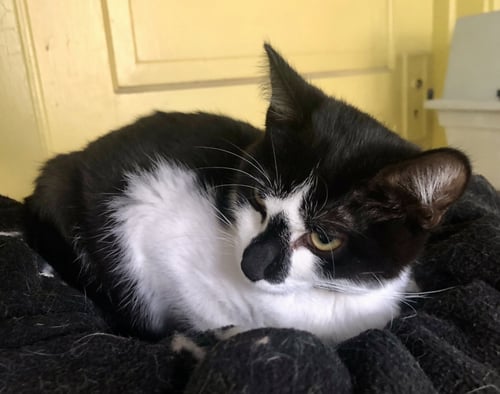 POOKIE - Domestic Short Hair available for adoption