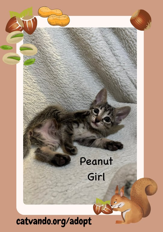 Peanut Image