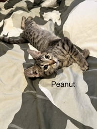 Peanut - Photo 3