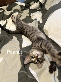 Peanut - Photo 2