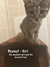 Peanut - Photo 5