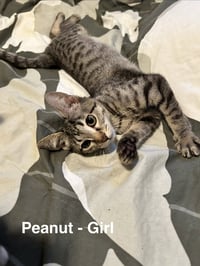 Peanut - Photo 4