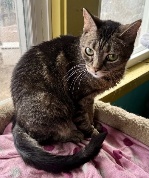 BELLINI AKA BELLE - Tabby available for adoption