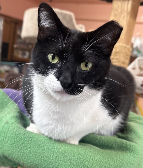 SHAYNA - Tuxedo available for adoption