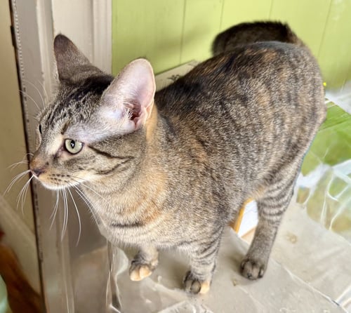 JOANIE - American Shorthair available for adoption