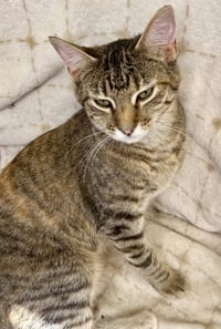 Hazel - Photo 2