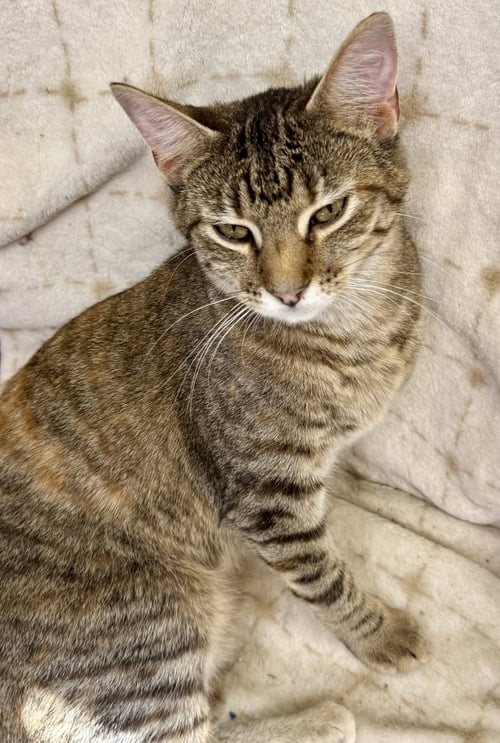 HAZEL - Domestic Short Hair available for adoption