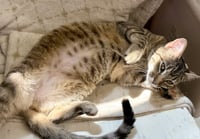 Hazel - Photo 3