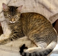 Hazel - Photo 5