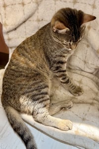 Hazel - Photo 4