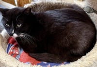 Pippin - Photo 2