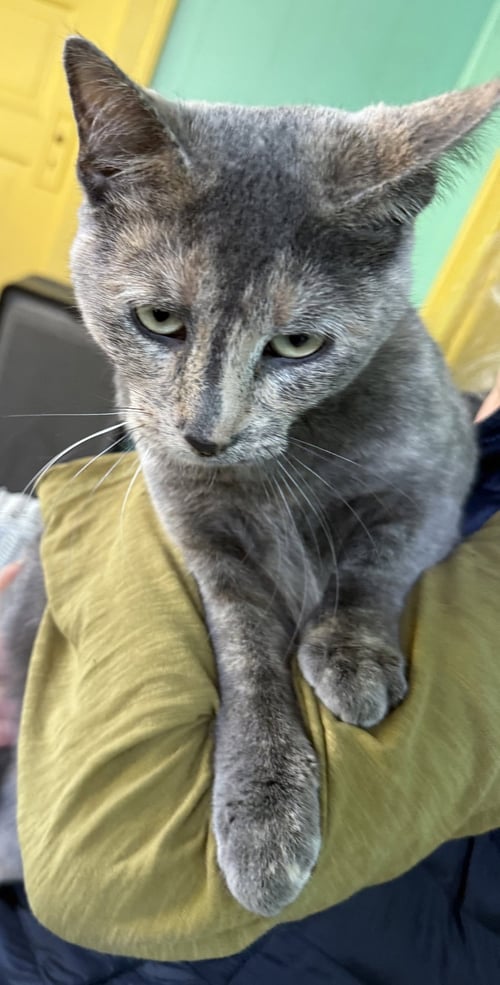 MICHY - Dilute Calico available for adoption