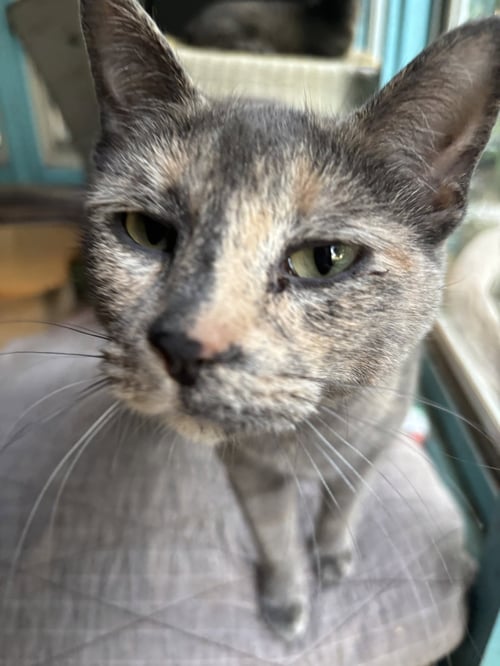 MICHY - Dilute Calico available for adoption