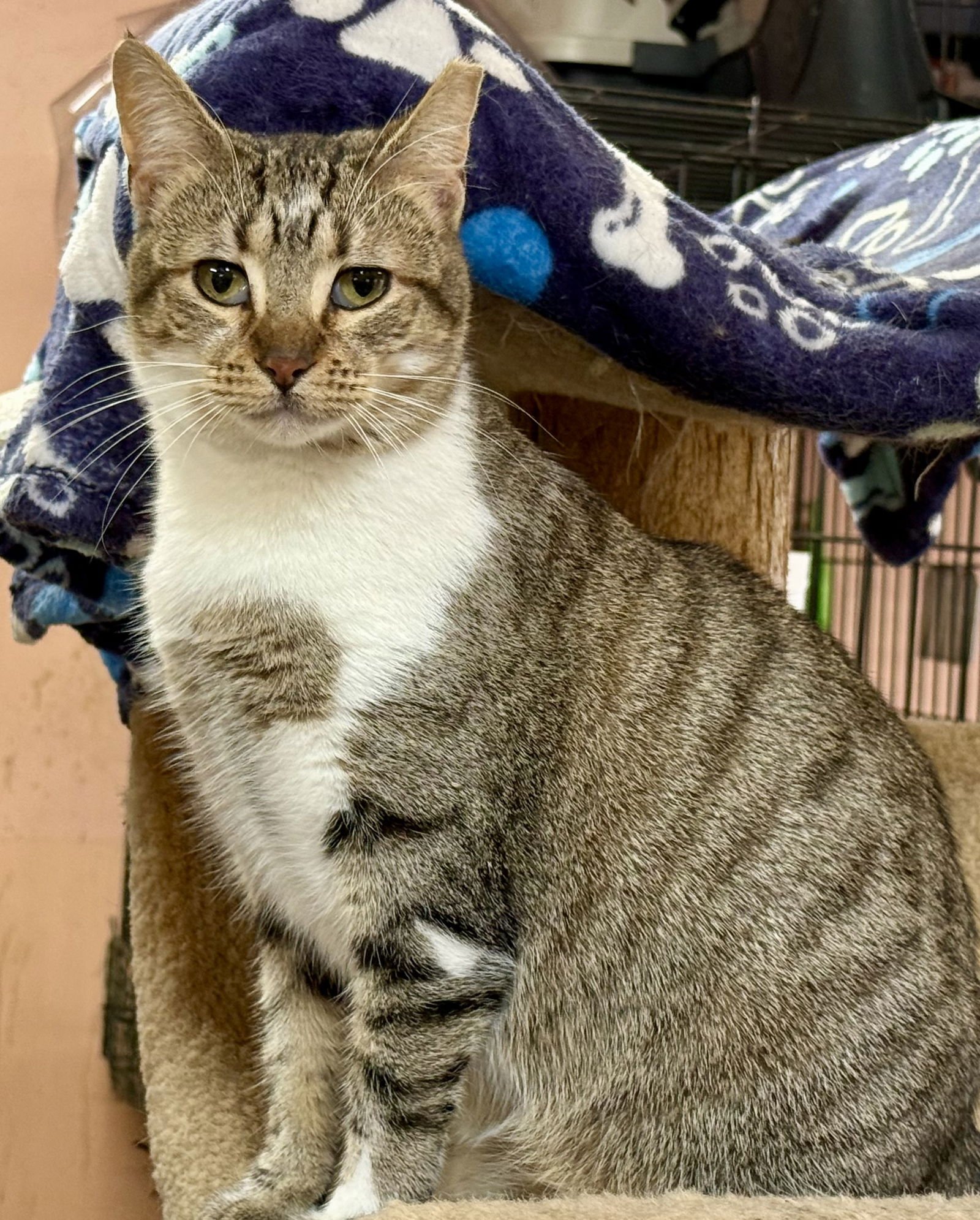 AUTUMN - Domestic Short Hair available for adoption