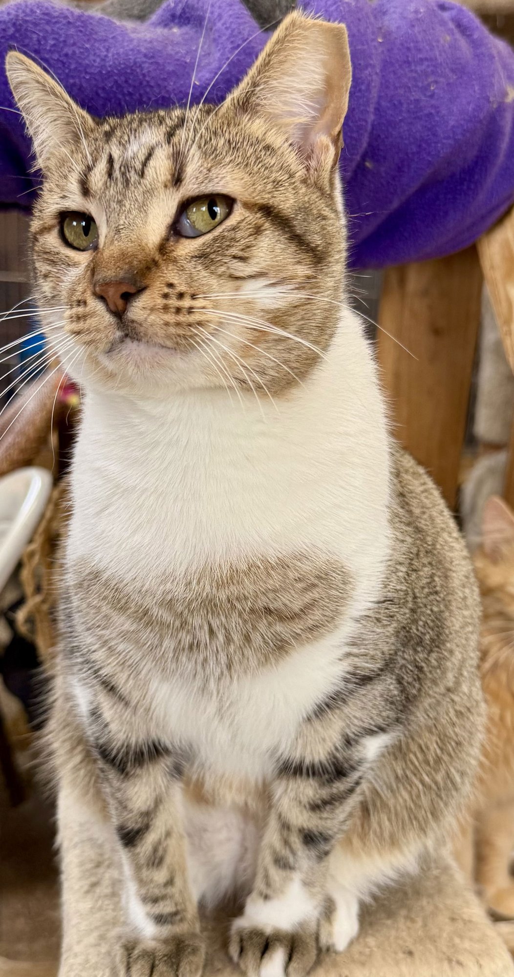 AUTUMN - Domestic Short Hair available for adoption