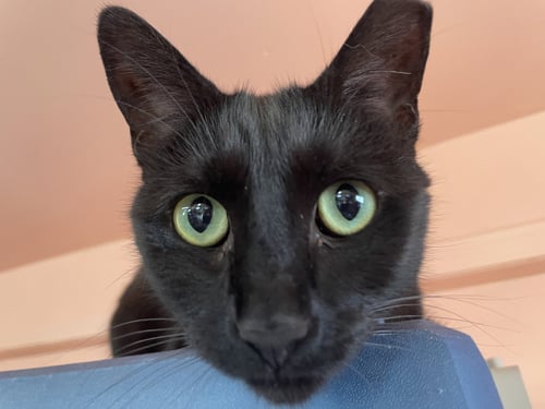 KATIE - American Shorthair available for adoption