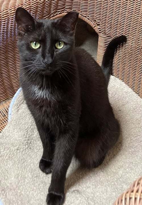 KATIE - American Shorthair available for adoption