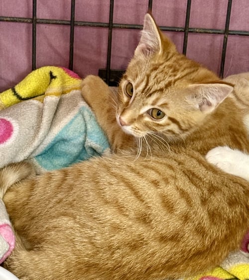 SAM - Tabby for adoption in Chicago