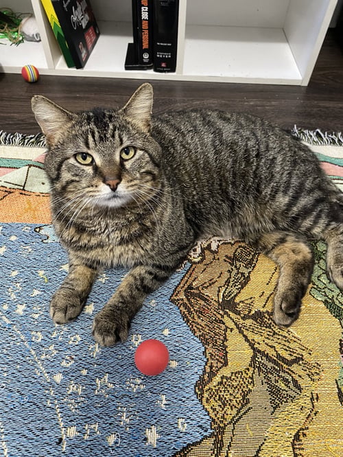 BIG MAC - Tabby for adoption in Chicago