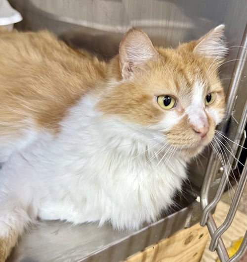 CHARLIE - Domestic Medium Hair for adoption in Chicago