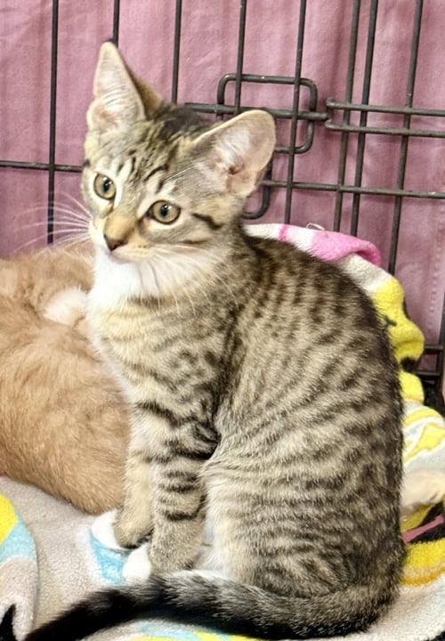 SHIRLEY - Tabby for adoption in Chicago