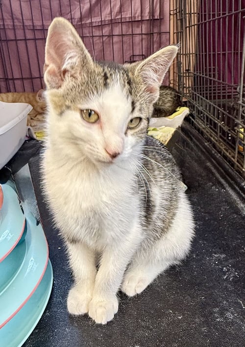 SAWYER - Tabby for adoption in Chicago