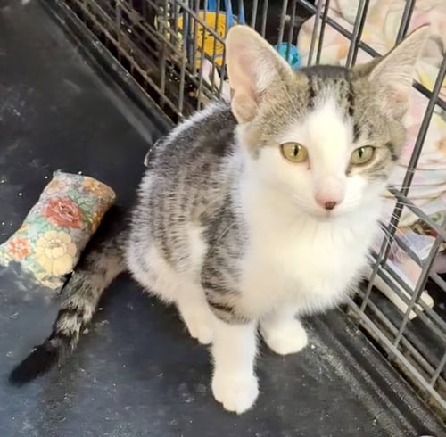 SAWYER - Tabby available for adoption