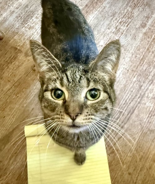 BIRDIE - Domestic Short Hair available for adoption