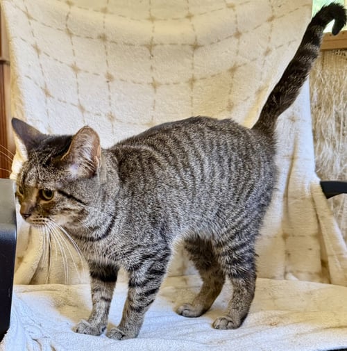 BIRDIE - Domestic Short Hair available for adoption