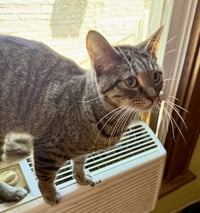 Birdie - Photo 5