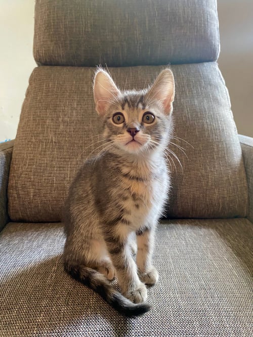 GIO - Tabby available for adoption