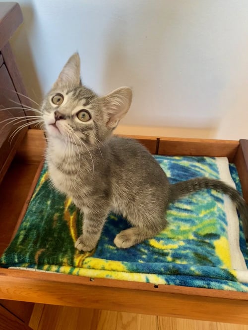 GIO - Tabby available for adoption
