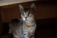 Fritzie - Photo 1