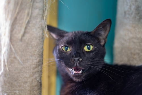 PETUNIA - Domestic Short Hair available for adoption