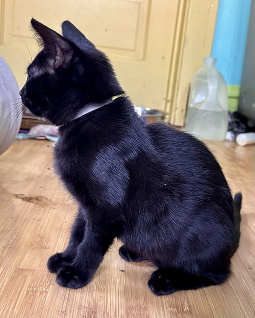 PETUNIA - Domestic Short Hair available for adoption