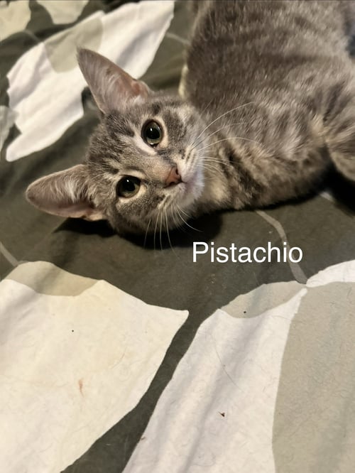 PISTACHIO - Tabby available for adoption