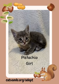 Pistachio - Photo 3