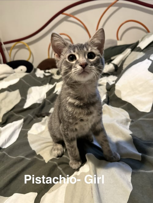 PISTACHIO - Tabby available for adoption