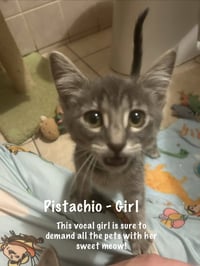 Pistachio - Photo 4