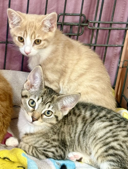 SHERBET - Tabby for adoption in Chicago