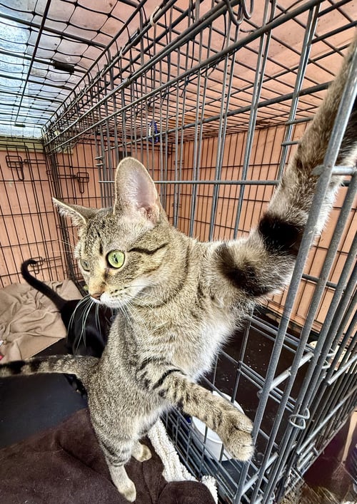 TINKERBELL - Tabby for adoption in Chicago