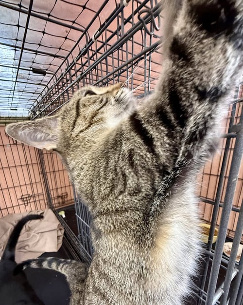 TINKERBELL - Tabby available for adoption