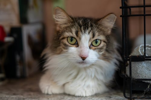 ZAHARA - Domestic Long Hair available for adoption