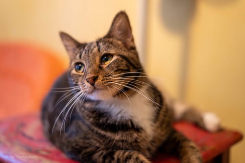 TULIP - Domestic Short Hair available for adoption