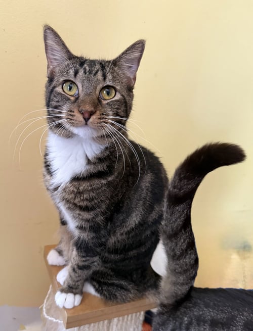 TULIP - Domestic Short Hair available for adoption